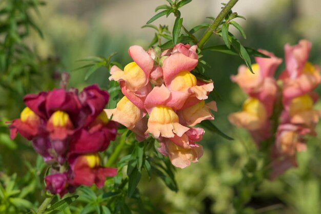 Snapdragon Antirrhinum majus