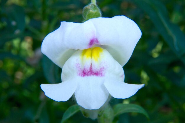 Snapdragon fiori colorati in natura con sfondo verde fresco