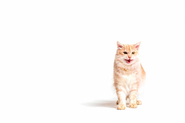 Photo snarling lovely tabby cute over white backdrop