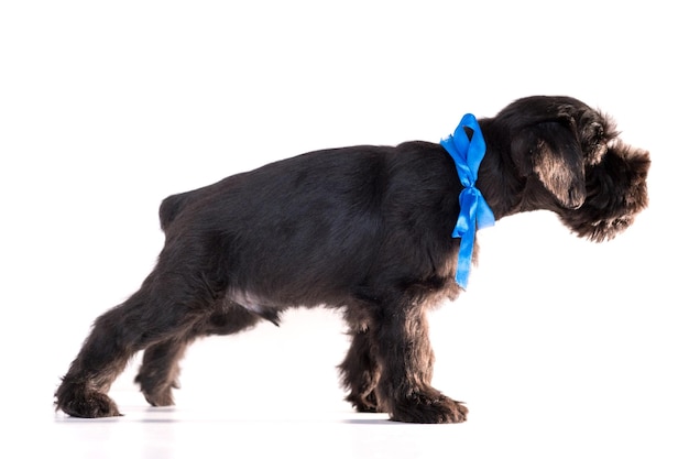 写真 白い背景で隔離のスナウザー犬。ミニチュアシュナウザーの子犬。