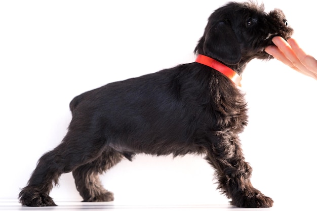 Snauzer dog isolated on white background. Miniature schnauzer puppy.