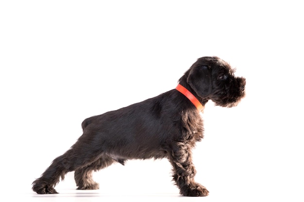 Foto snauzer cane isolato su sfondo bianco. cucciolo di schnauzer in miniatura.