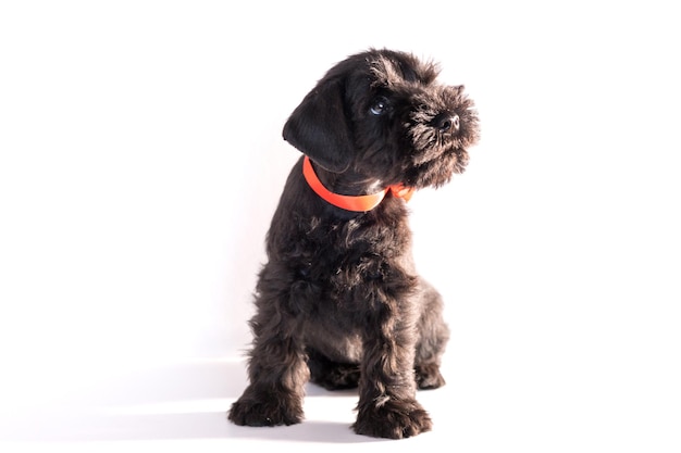 Snauzer dog isolated on white background. Miniature schnauzer puppy.