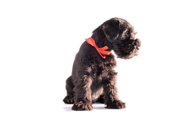 Foto snauzer cane isolato su sfondo bianco. cucciolo di schnauzer in miniatura.