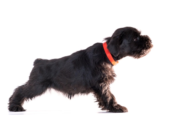 Snauzer dog isolated on white background. Miniature schnauzer puppy.