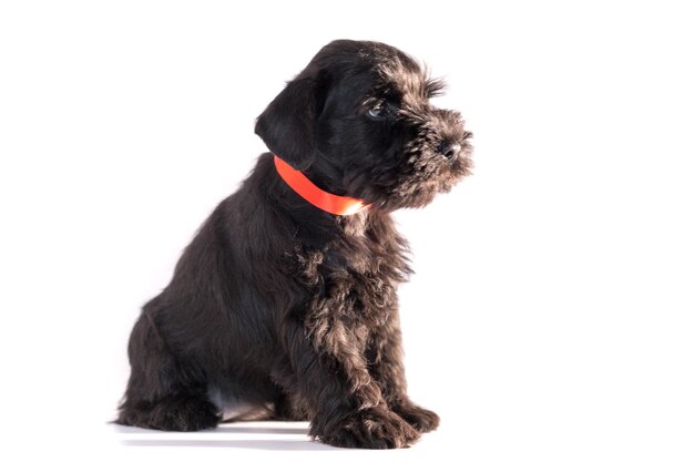 Foto snauzer cane isolato su sfondo bianco. cucciolo di schnauzer in miniatura.