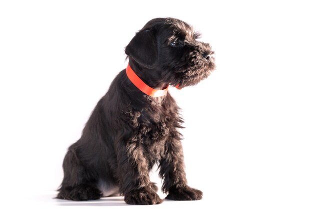 Snauzer dog isolated on white background. Miniature schnauzer puppy.