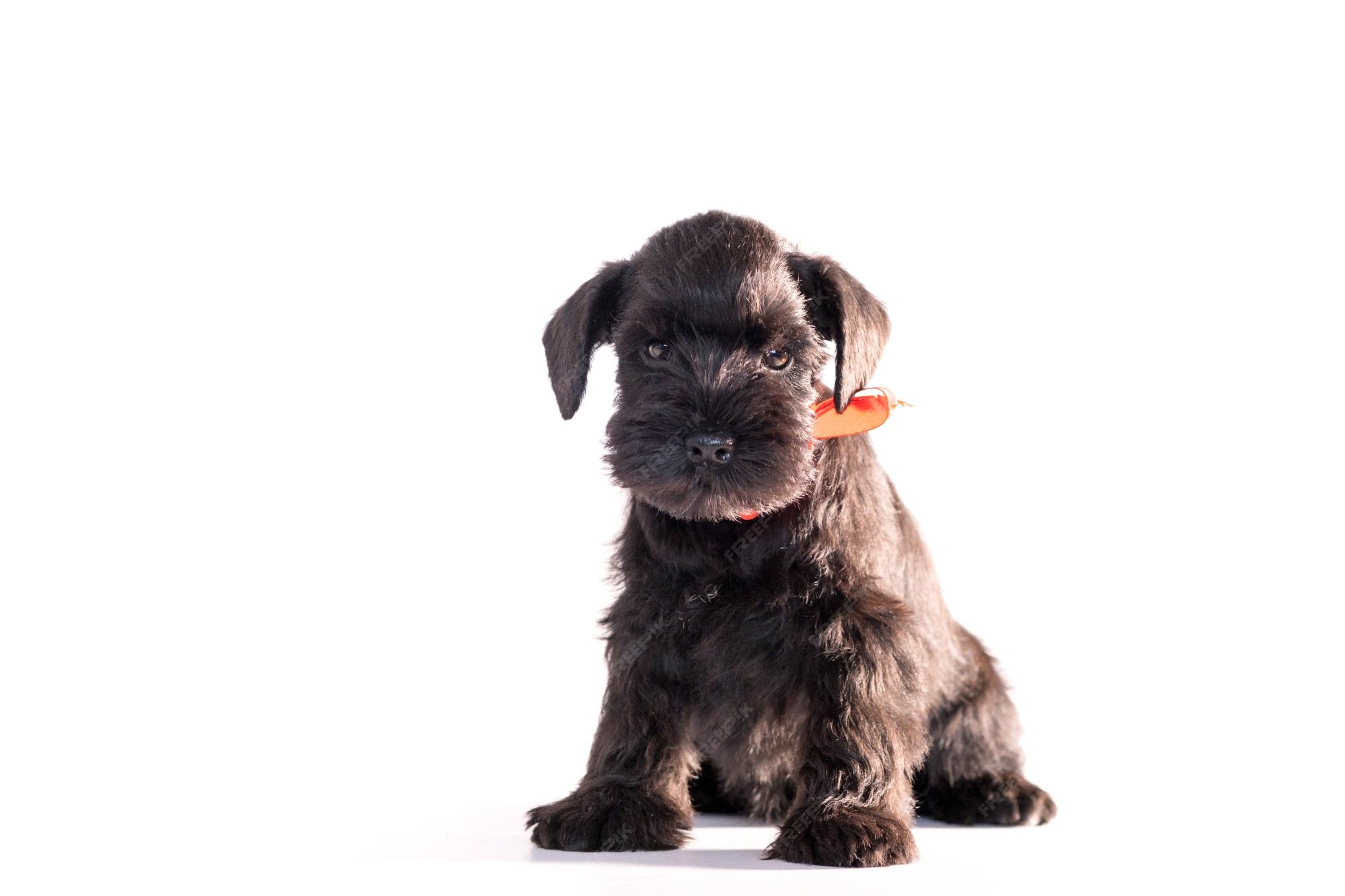 How To Keep Miniature Schnauzer Beard White