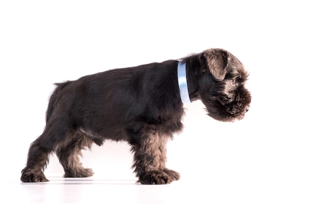 Snauzer dog isolated on white background. Miniature schnauzer puppy.