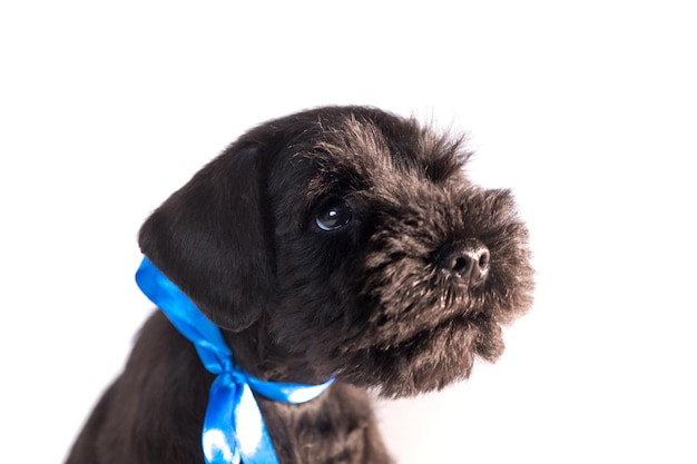 Foto snauzer hond geïsoleerd op een witte achtergrond. dwergschnauzerpuppy.