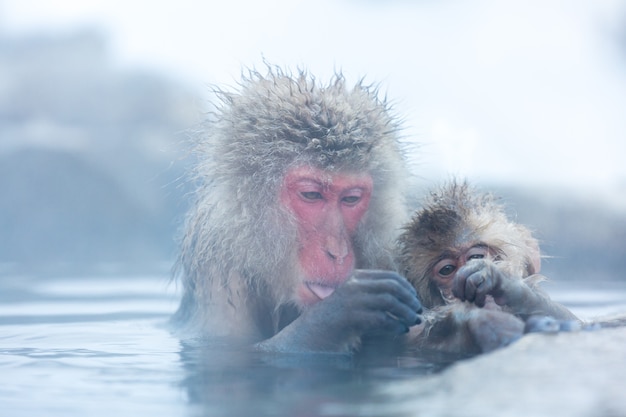 Sneeuw aap Macaque Onsen