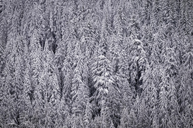 Sneeuw bedekkende bomen op een berghelling in Port Renfrew Vancouver Island British Columbia Canada