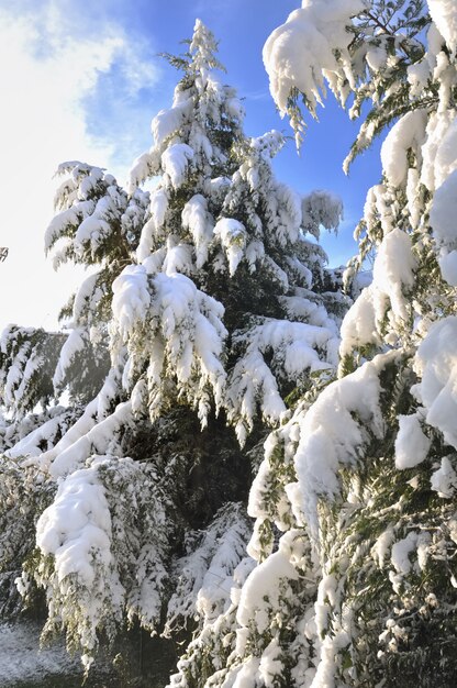 Sneeuw bedekkende bomen