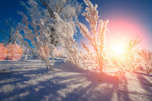 Sneeuw bedekt bomen en struiken