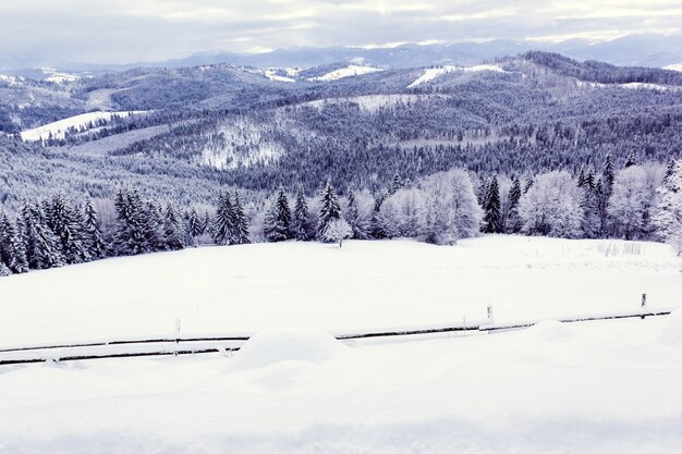 Foto sneeuw bedekt bos in de bergen