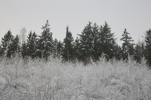 Sneeuw bedekt bos in Denemarken. Winterlandschap