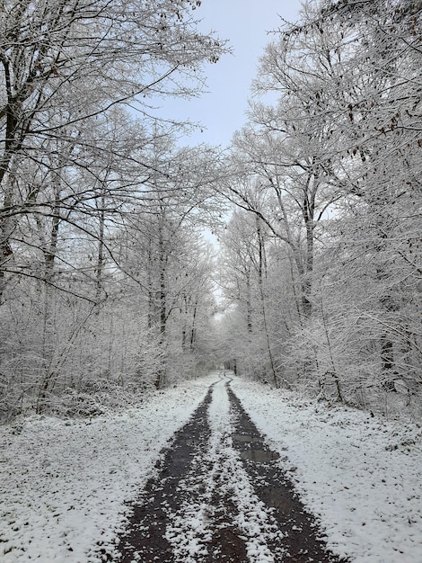 Sneeuw bedekt bos winter komt eraan