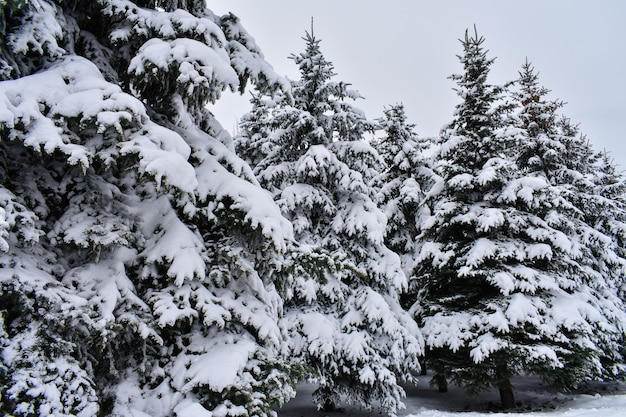 Sneeuw bedekt de bomen in het bos