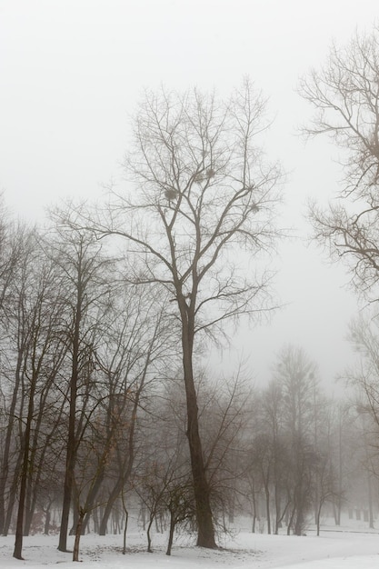 Sneeuw bedekt de grond en bomen in de winter bij mistig weer, bomen in de winter in nevel, wintermist en bomen en andere planten