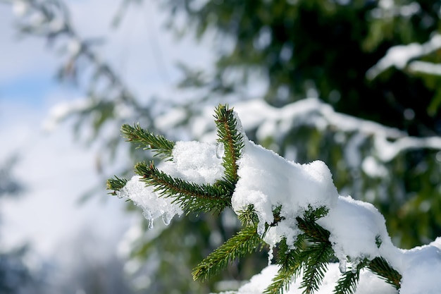 Sneeuw bedekt dennenboom takken buitenshuis. Winter natuur details.