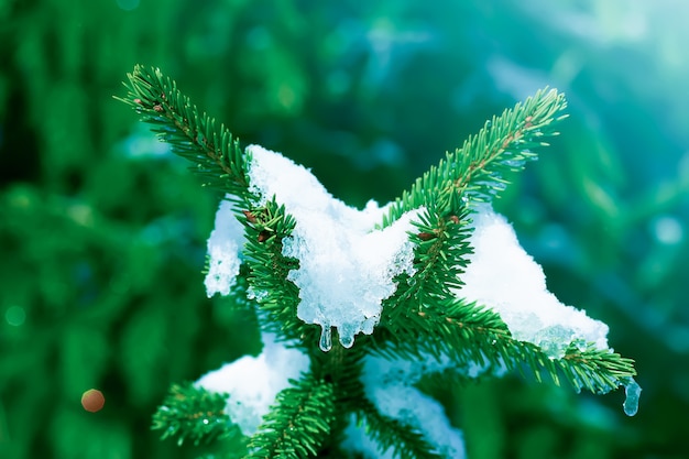 Sneeuw bedekt dennenboom takken buitenshuis. Winter natuur details.