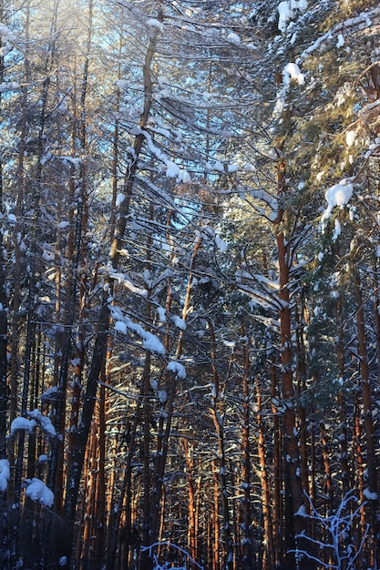 Sneeuw bedekt dennenbos op zonnige winterdag