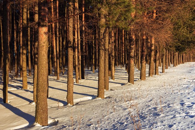 Sneeuw bedekt dennenbos op zonnige winterdag