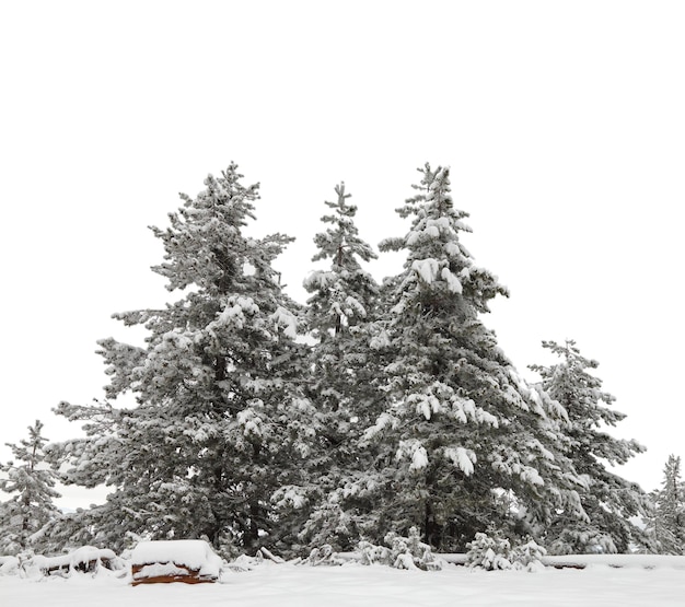 Sneeuw bedekt dennenbos