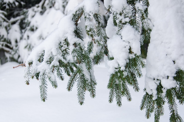 Sneeuw bedekt fir branch