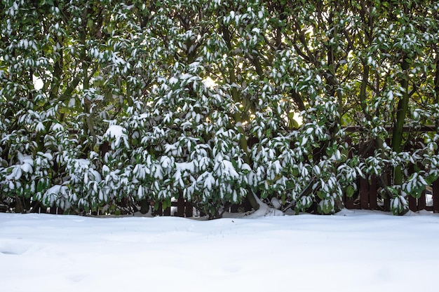 Sneeuw bedekt gazon en haag in de achtertuin in de winter mooie gezellige natuur landschap achtergrond met kopieerruimte