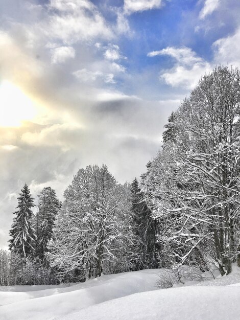 Sneeuw bedekt land en bomen tegen de lucht