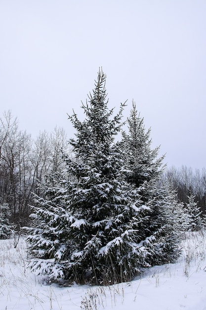 Sneeuw bedekt sparren in koude winterdag. Seizoensgebonden natuur in Oost-Europa.