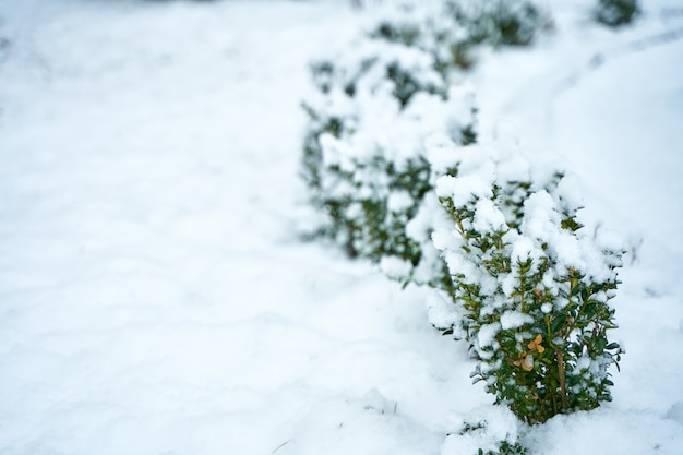 Sneeuw bedekt struik in winter stadspark. Winterseizoen schoonheid.