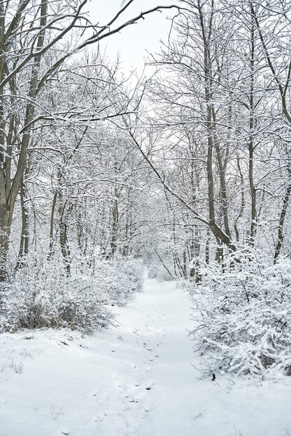 Sneeuw bedekt winter boslandschap. Wintersprookje