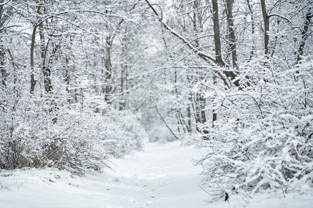 Sneeuw bedekt winter boslandschap. Wintersprookje