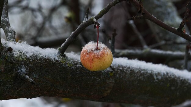 Sneeuw bedekte appel op een tak