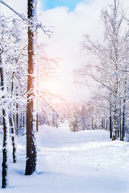 Sneeuw bedekte bomen in de bergen bij zonsondergang. Prachtig winterlandschap. Winterbos. Creatief toning-effect