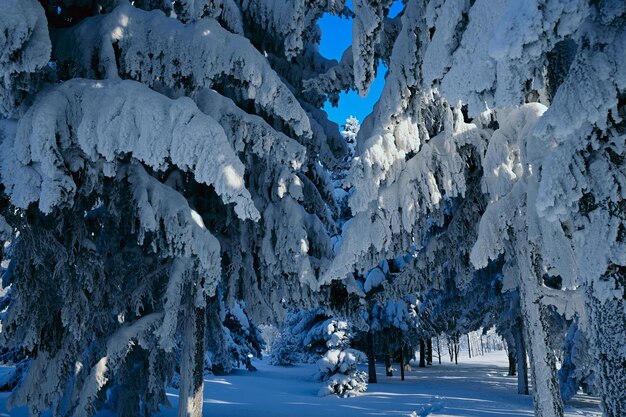 Foto sneeuw bedekte bomen in een bos met een blauwe lucht erachter