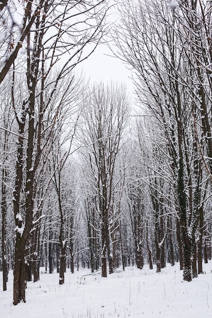 Sneeuw bedekte bomen in het bos in de winter