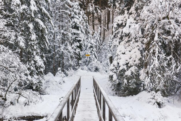 Foto sneeuw bedekte bomen op de berg