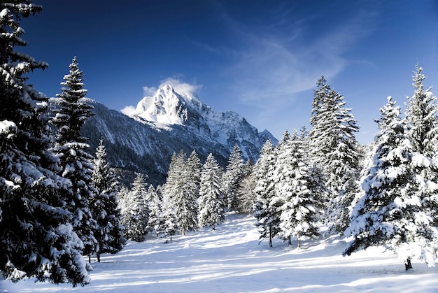 Sneeuw bedekte bomen op het veld tegen de bergen en de lucht op een zonnige dag