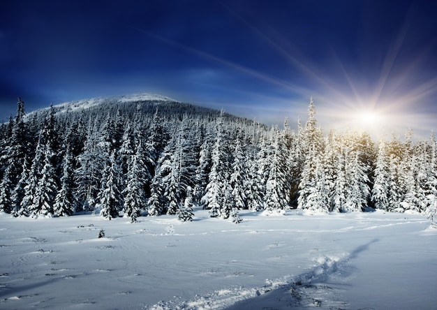 Sneeuw bedekte bomen tegen de lucht