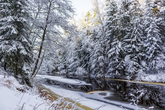 Sneeuw bedekte boomtakken met boomreflectie in de rivier en groene reflectie van de zon op een