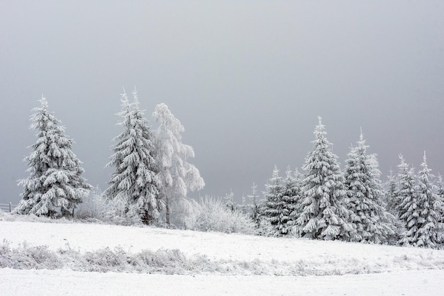 Sneeuw bedekte dennen tegen de lucht