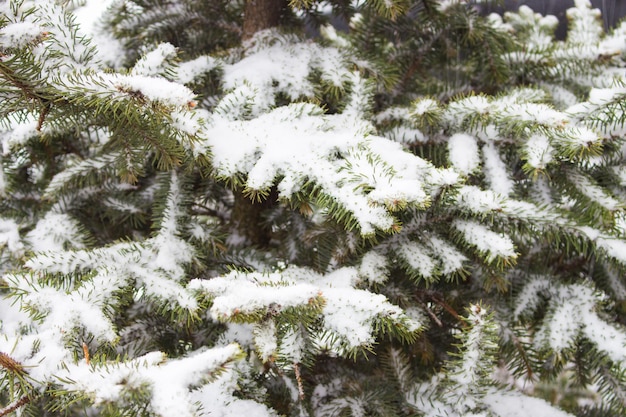 Sneeuw bedekte dennenboom. Winterse natuur. Besneeuwd boslandschap. Vorst en sneeuw op de kerstboom.