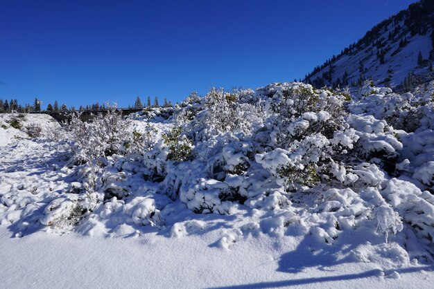 Foto sneeuw bedekte planten tegen een heldere blauwe lucht