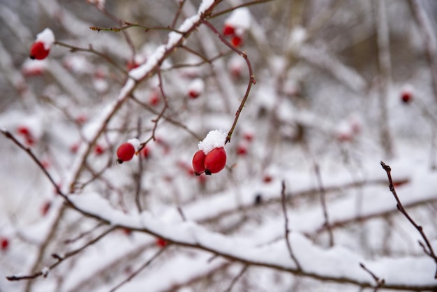 Foto sneeuw bedekte rode rozenbessen op de winterbos.