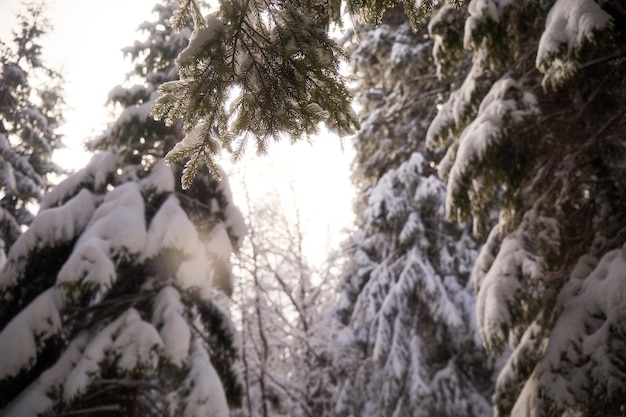 Sneeuw bedekte spar brunches in het bos Suuny dag Winter toeristische routes in de Karpaten Oekraïne