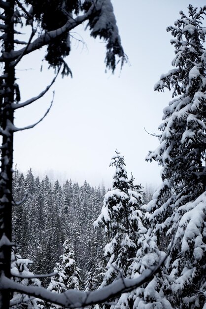 Sneeuw bedekte spar brunches in het bos Winter toeristische routes in de Karpaten Oekraïne