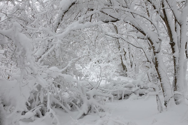 Sneeuw bedekte takken in het winterbos